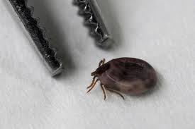 tick