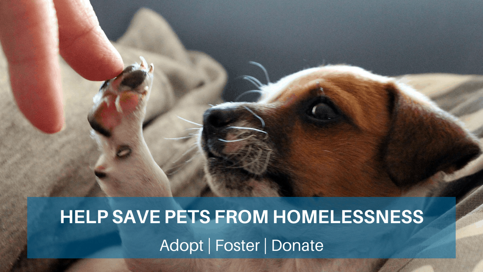 animal rescue home