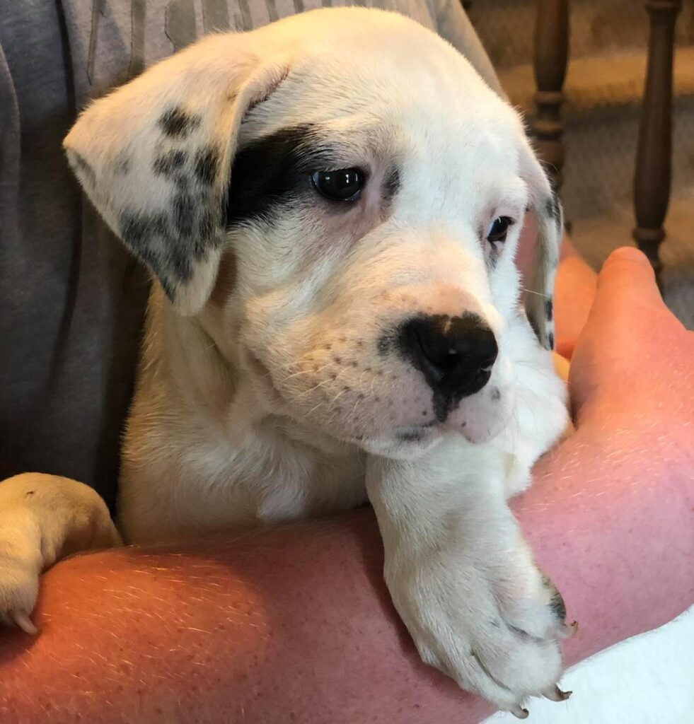 puppy ready for adoption from Happy Life Animal Rescue, a Hudson Valley animal rescue
